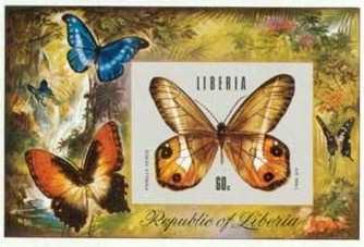 Lepidoptera : Nymphalidae : Satyrinae : Pierella nereis.