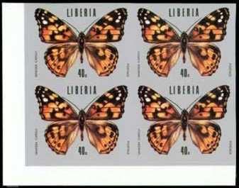 Lepidoptera : Nymphalidae : Agrias amydon