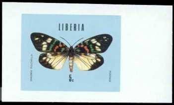 Lepidoptera : Uraniidae : Chrysiridia madagascariensis