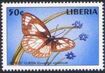 Lepidoptera : Pieridae :
