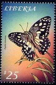 Lepidoptera : Liphyra brassolis