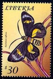 Mimacraea marshalli Lepidoptera