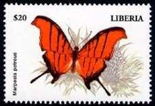Lepidoptera : Nymphalidae :
