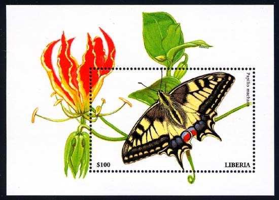 Lepidoptera : Papilionidae : Papilio machaon.