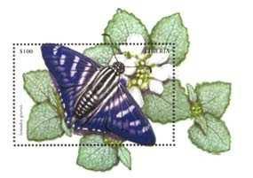 100 $ Lepidoptera : Emesis fatima fatima.