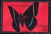 Lepidoptera : Pieridae.
