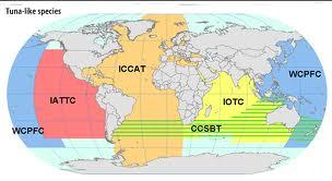 q ORPs Túnidos ICCAT - Comisión Internacional para la Conservación del Atún Atlántico (CICAA) IOTC - Comisión del Atún para el Océano Índico (CAOI) WCPFC - Comisión de Pesca del Pacífico Occidental y