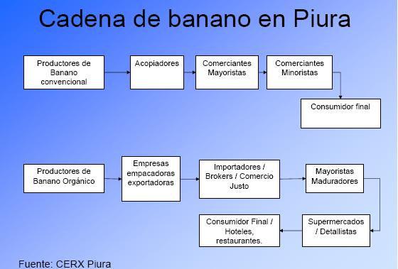 CADENA DEL BANANO ORGÁNICO Perú como el primer exportador mundial de banano orgánico en el 2008 En los últimos cinco años, las exportaciones peruanas de banano orgánico, procedentes en su totalidad