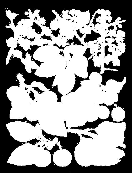 ) var Prune Damson. Rama con frutos. (4) (4) Ciruelo damasceno (Prunus damascena (L.) Dierb.) var Farleigh Damson. Rama con frutos. (5) Ciruela claudia (Prunus insitia var italica L.