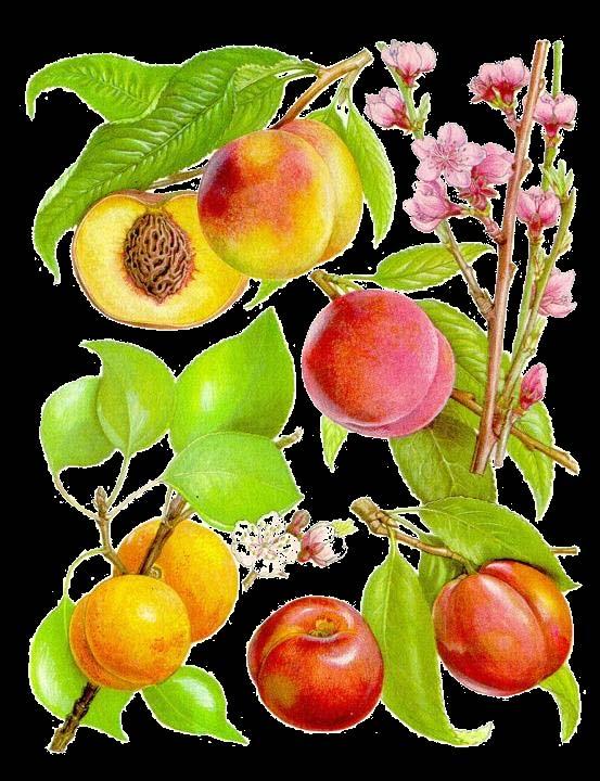 (2) (1a) Melocotones y albaricoques (3) (3a) (1) (1) Melocotonero (Prunus persica L.). var Peregrine.