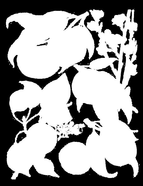 Rama con fruto. (3) Albaricoquero (Prunus armeniaca L.) var Moopark. Rama con frutos.