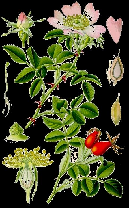 (2) (4) Rosa canina L. (1) (A) Rama con hojas y flores. (9) (B) Rama con hojas y frutos.