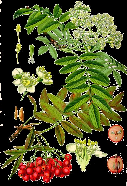 (A) Sorbus aucuparia L. (3) (4) (1) (A) Rama con hojas y flores.