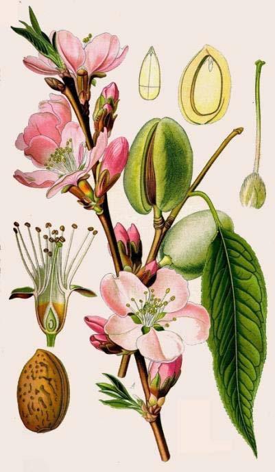 (6) (5) Prunus dulcis (DC) Buch. (3) (2) (A) Rama con hojas y flores. (1) SL de una flor. (2) Detalle del gineceo.