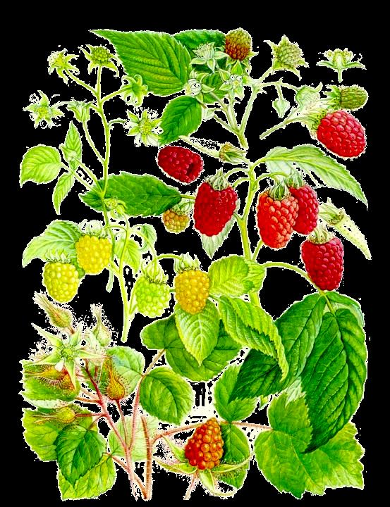 (3a) (2a) (1a) (2) Frambuesas (Rubus idaeus L.