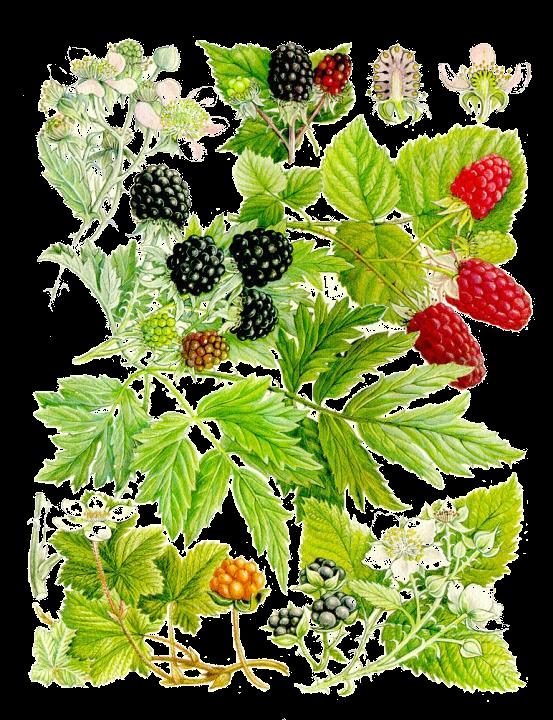 (1) (1a) Zarzamoras (2a) (2) (5) (3) (1) Zarzamora silvestre (Rubus ulmifolius Schott).