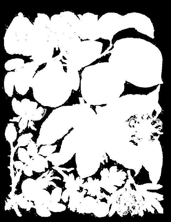 (Rosa canina L.). Frutos (2a) (3a)Flor (SL) (4) Escaramujo. (Rosa rugosa Thunb.). Fruto (5) Acerolo.
