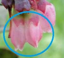 27 Fin de la inflorescencia (BBCH-518), en esta fase los pétalos se encuentran cerrados, con un color predominante rosado y filos blancos.
