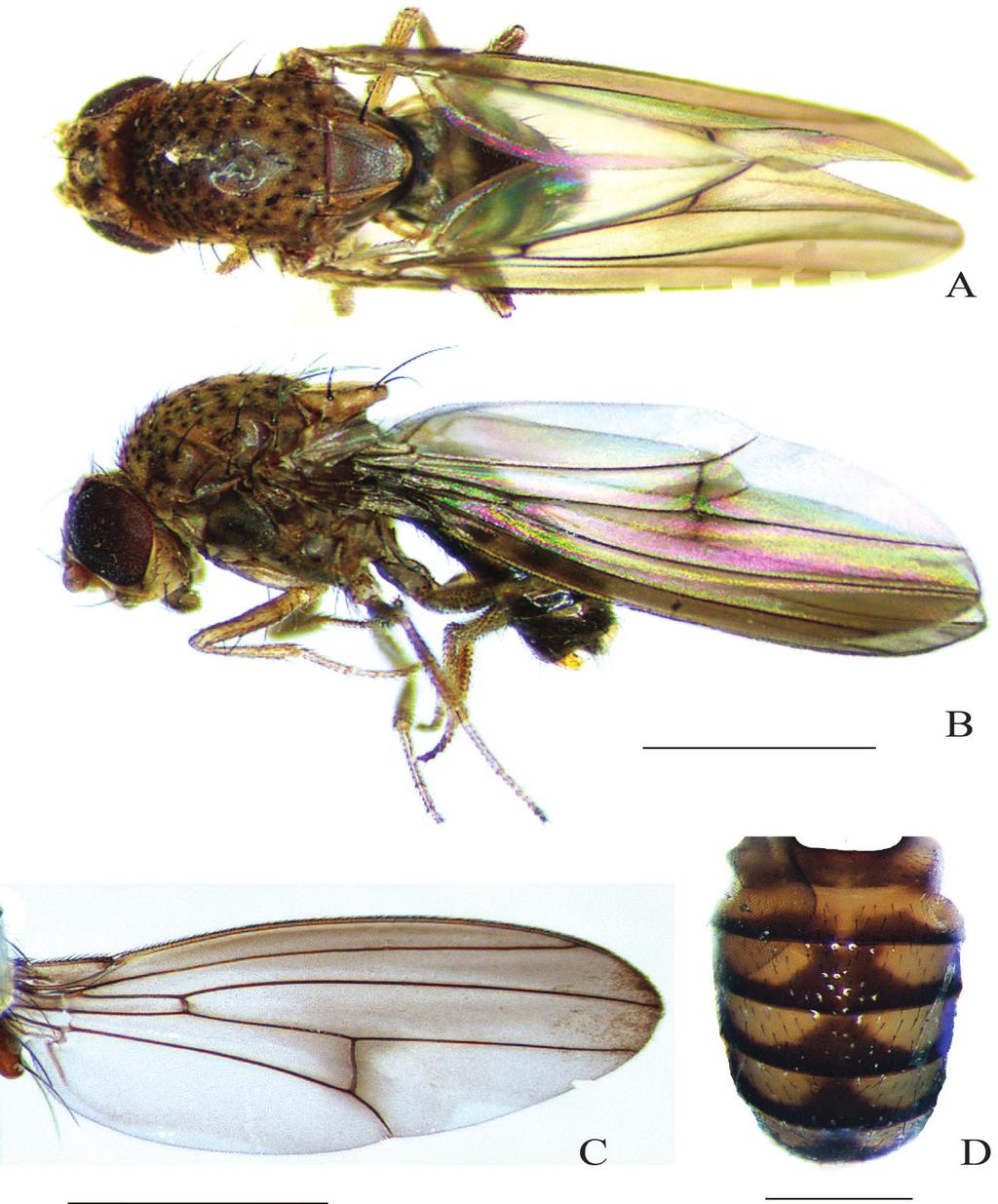 54 Figura 1. Drosophila carchensis sp. nov., A y B Morfología del alotipo hembra, vista dorsal y lateral respectivamente C Ala izquierda del holotipo D Abdomen del holotipo, vista dorsal.