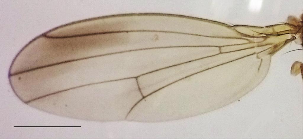 57 REVISTA ECUATORIANA DE MEDICINA Y CIENCIAS BIOLOGICAS Figura 4. Drosophila cuasmali sp. nov., A Ala derecha del holotipo. Escala = 1 mm.. Figura 5. Drosophila cuasmali sp. nov., genitalia del holotipo macho.