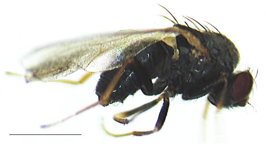 58 Figura 6. Parascaptomyza clavifera Wheeler y Takada, de Carchi, Ecuador. A Morfología del macho, vista lateral. Escala = 1 mm. Figura 7.