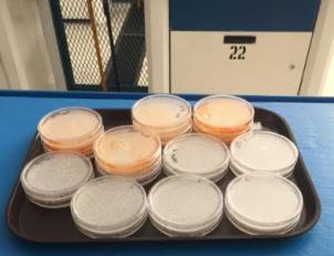 Las cajas de petri con los medios de cultivo dejaron reposar durante 48 horas para comprobar que no se desarrollara algún microorganismo ajeno a la investigación.