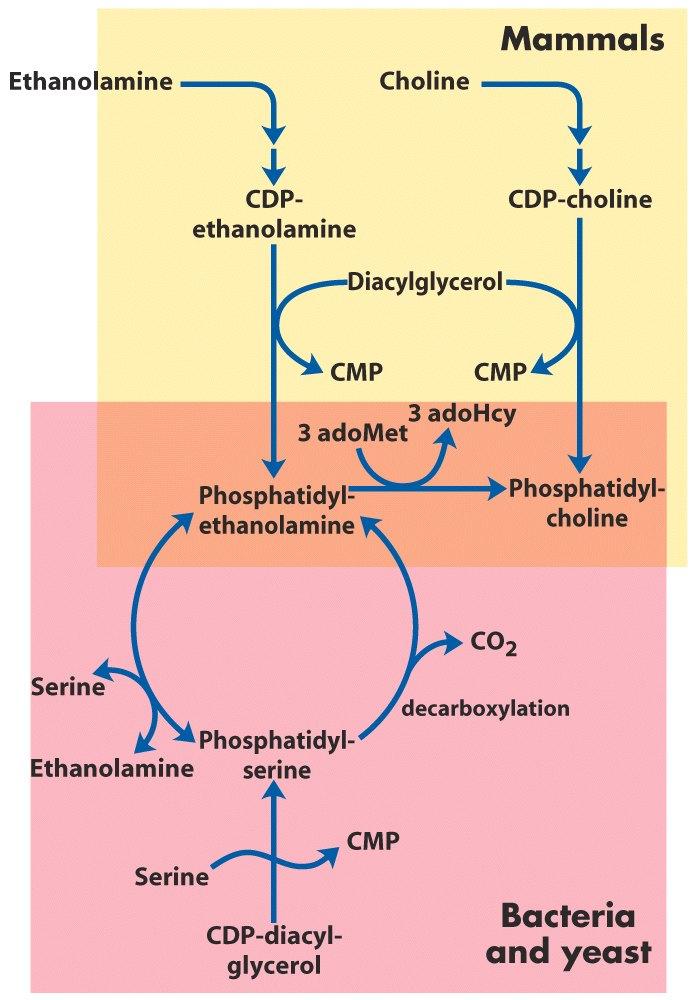 Resumen de la vías de síntesis de fosfatidilcolina y