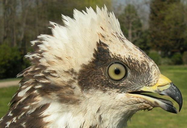 Adulto generalmente con dos generaciones de plumas de tipo adulto en el ala; ojo