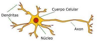 neurona. La conexión entre neuronas se denomina SINAPSIS. Cada neurona puede hacer entre 10.000 y 200.000 sinapsis, imaginemos la red de conexiones posibles si contamos con 100.
