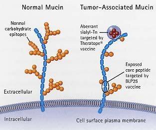 Mucina Los epitelios mucosos están produciendo constantemente una capa de moco formada principalmente de mucina (además de Igs y lisozima).