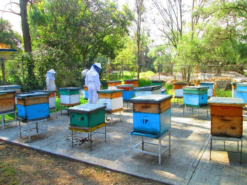 Antecedentes de la investigación de la muerte de abejas en México 2017 2018 Estudio de algunos de
