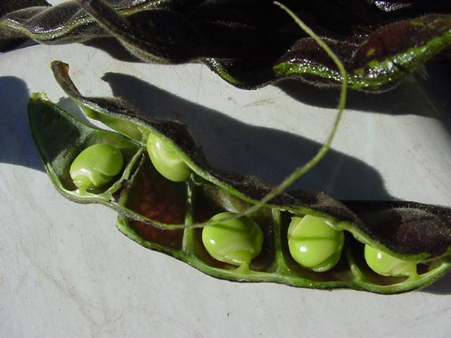 Se pueden utilizar las vainas verdes con semillas, tienen un 14% de proteína y un rendimiento en TDN de 62,5%.