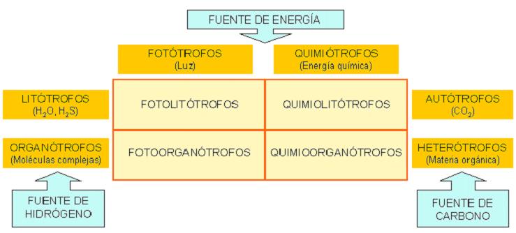 Tipos de nutrición bacteriana FOTOAUTÓTROFOS O QUIMIOAUTÓTROFOS O Cianobacterias (fotosintéticas) Bacterias verdes y púrpuras sulfurosas