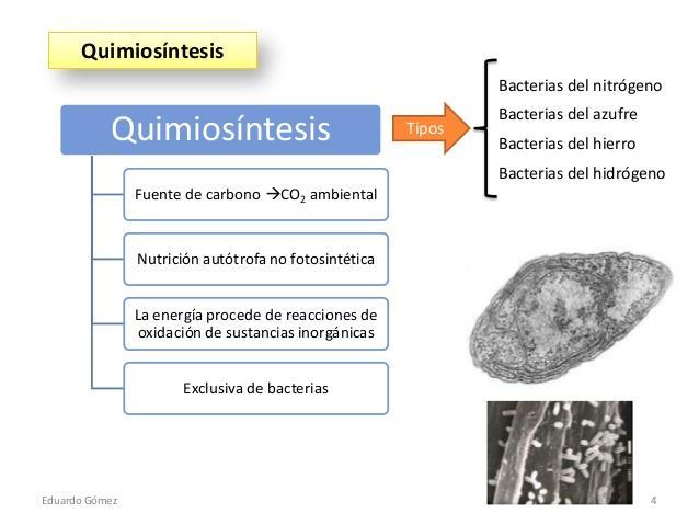 Quimiolitotrofas Las bacterias quimiosintéticas usan energía de reacciones químicas como fuente de energía para generar ATP y el CO 2 atmosférico como fuente de carbono para producir compuestos