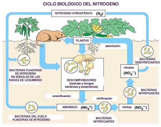 Quimiolitotrofas Son importantísimas en los ciclos biogeoquímicos, pues mineralizan la materia orgánica. Participan en la asimilación reductora del nitrógeno.