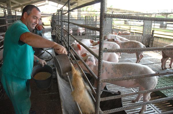 www.juventudrebelde.cu El ICA trabaja fundamentalmente con vacunos, aves y cerdos, y el alimento para estos animales ha de lograrse a partir de los recursos que existen en el país. Autor: Calixto N.