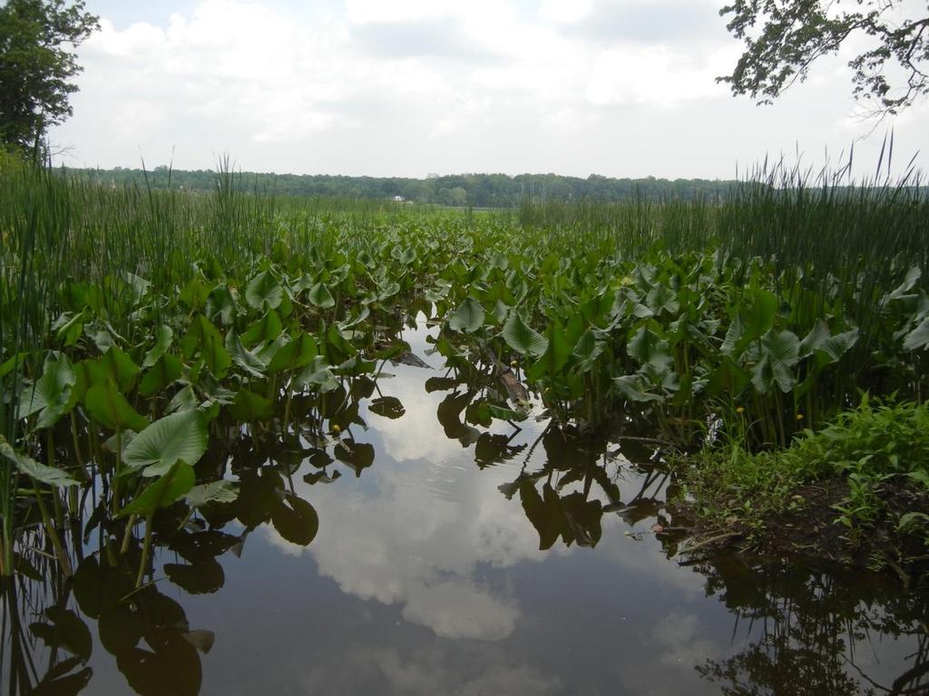 Wetlands Humedales Wetlands include: Los humedales incluyen: Forested swamps in the low-lying floodplains of rivers. Pantanos boscosos en los terrenos llanuras de inundación de las riberas.