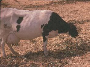 -Nivel de Selección: En las últimas décadas se ha avanzado espectacularmente en los programas de mejora de las razas lecheras, especialmente en la Holstein, ya que la mejora se basan en un nº muy
