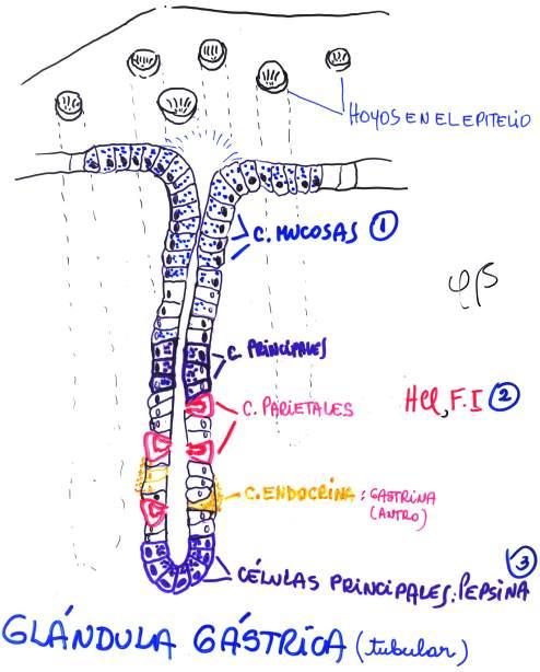 * 2. Estructura Mucosa PITS