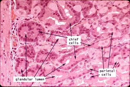 epitelio gástrico Moco y HCO 3