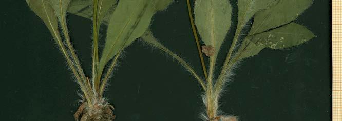 1: Typus de Hieracium aurelianum,