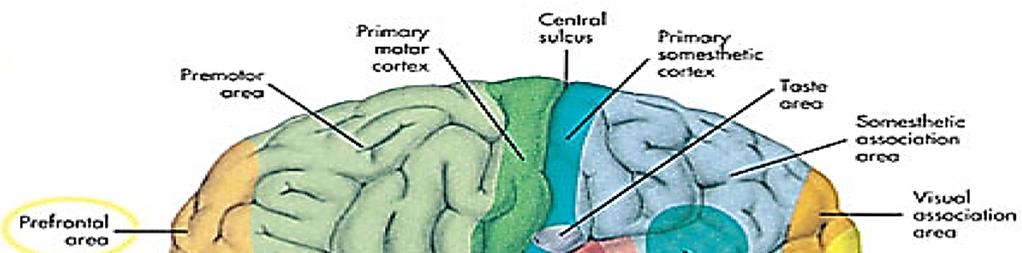 Identifique los lóbulos cerebrales: frontal en beige (2), temporal en beige (3), parietal celeste (4) y occipital en verde (5).