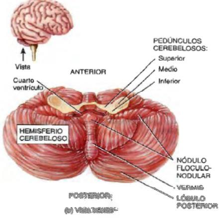 DIENCÉFALO El diencéfalo, es la parte más profunda del cerebro y se encarga de conectar el cerebro con el tallo encefálico; está formado por: a.