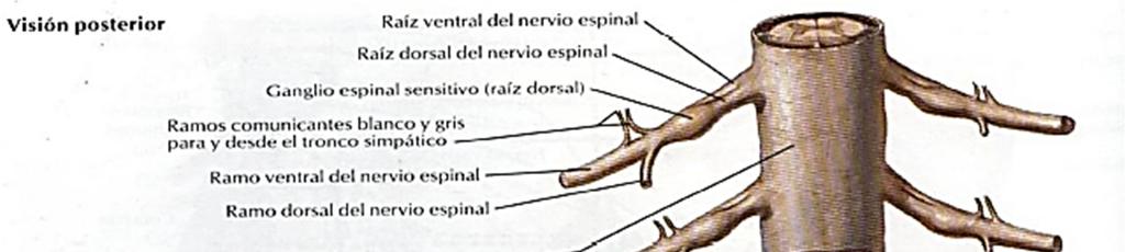 V. MEDULA ESPINAL En conjunto, la medula espinal y los nervios raquídeos contienen circuitos neuronales que median algunas de las