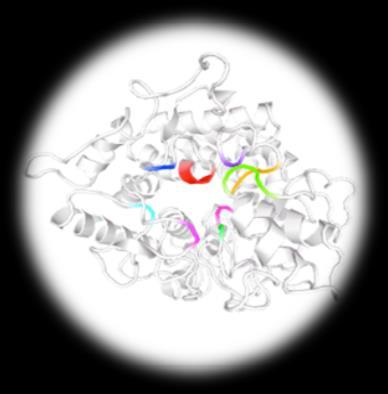Foro: Avances de Investigación proyectos UCREA, 2018 7 Hipótesis de investigación La modificación del sitio activo de enzima trehalasa mediante de