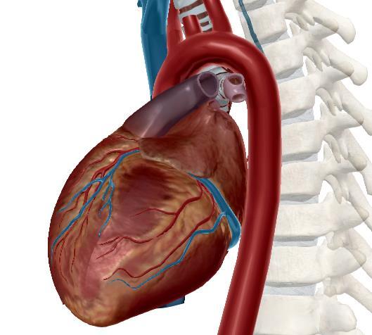 BLOQUE III: El sistema cardiopulmonar Tema 6. El aparato cardiovascular A.- Estructura y composición de la sangre. B.- Anatomía de los vasos sanguíneos y el sistema circulatorio. C.