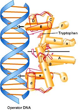 Interacción específica: Reconocimiento de secuencias de bases en el DNA.