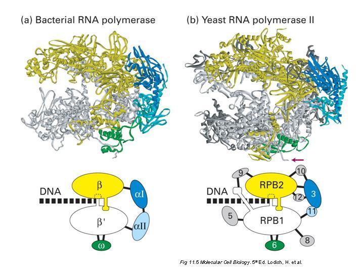 Comparación estructural de las RNA