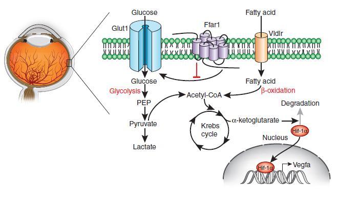 Current dogma suggests that high-energy consuming photoreceptors depend on glucose.
