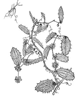 García-Beltrán, Bécquer y Gómez 98 en roseta basal), Sterculiaceae, Tiliaceae y Urticaceae.